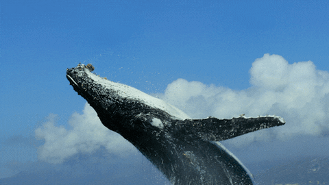 22 giphy 2 How a Single Whale Impacted Bitcoin's Price