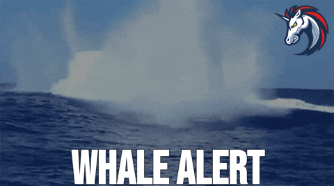 Bitcoin Trading GIF by 1inch Whales in Action - Bitcoin and Solana Buying Spree Whale alert