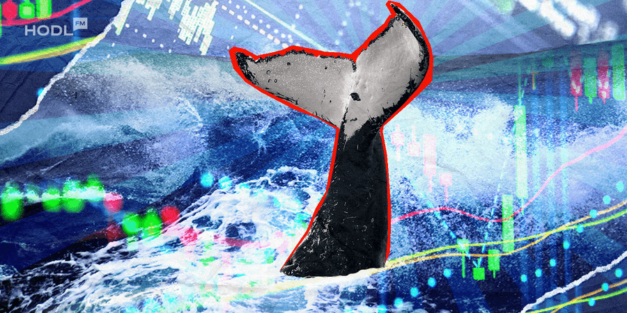 Could a 5 Billion How a Single Whale Impacted Bitcoin's Price Could a 5 Billion How a Single Whale Impacted Bitcoin's Price