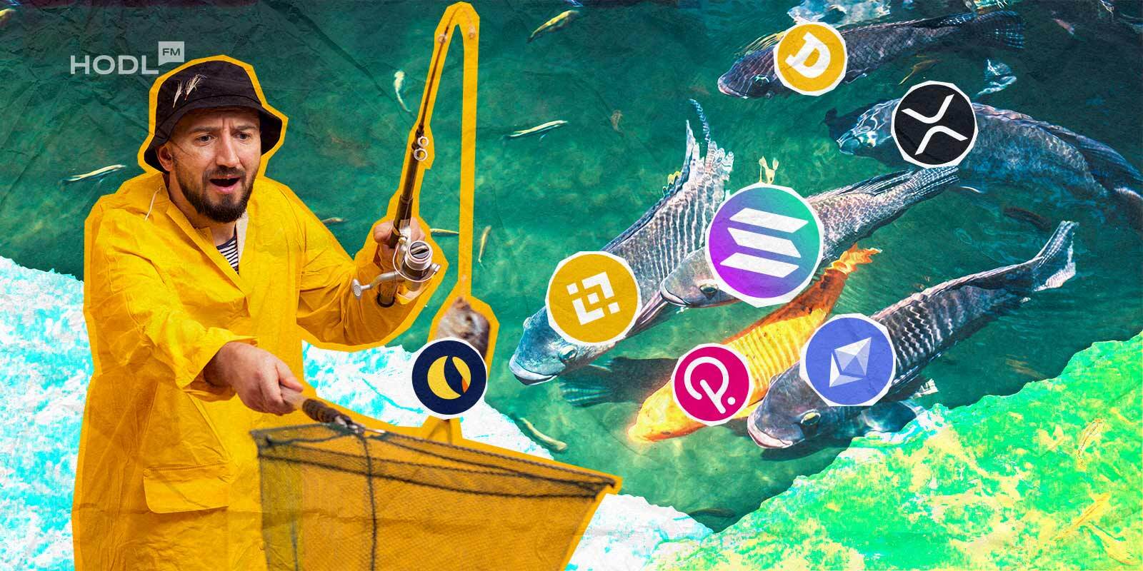 TOP Altcoins Projects Altseason: Just the Beginning or Already in Full Swing?