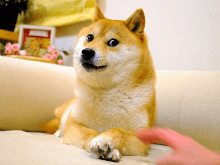 Thx TWYk0sWhAb7ee32fzT8TAayxHhj ZHrWYWm7NBrrA3OcmZ97YoJ DdAIVBZsmPegGqZGBHBmBIvPkBwqa6tTBL m jUEejMQmrWn2hvN rpQAksQfqUZqcVhcITYIk9UJloub1JCCAEQyMjeJy4 The Dogecoin Symbol Left Us: How Did the Coin React? Thx TWYk0sWhAb7ee32fzT8TAayxHhj ZHrWYWm7NBrrA3OcmZ97YoJ DdAIVBZsmPegGqZGBHBmBIvPkBwqa6tTBL m jUEejMQmrWn2hvN rpQAksQfqUZqcVhcITYIk9UJloub1JCCAEQyMjeJy4 The Dogecoin Symbol Left Us: How Did the Coin React?