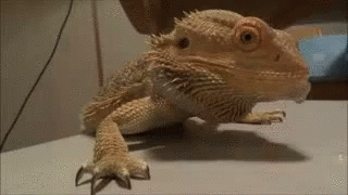 bearded dragon im out The SEC vs. NFTs: What You Need to Know