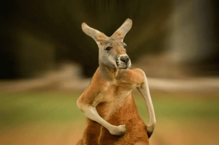hilarious kangaroo running ccvtir410ucsmffo Japan's NFT Gaming Market Expands, Coinbase Eyes Australian Pension Sector, Bitcoin-CPI Correlation & Hedge Fund's $2 Billion Bitcoin Investment