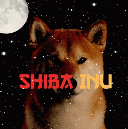shibrother shibfamily How to Get Shiba for Free? A Comprehensive Guide shibrother shibfamily How to Get Shiba for Free? A Comprehensive Guide